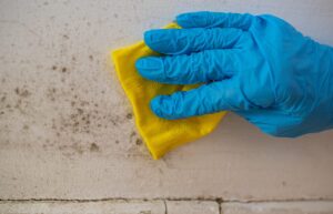 Signs You Need Immediate Houston Mold Removal