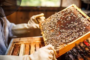 Beekeeping: A Beginner’s Guide to Raising Bees and Supporting Pollinators